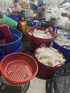 Musgo Irlandés Blanco Natural Dorado, Algas Eucheuma Cottonii Secas, en Polvo a Granel, Producto Nori - ANNA DO - Product Image 2