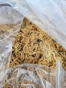 Super comida-Musgo de mar seco-Oro crudo, musgo de mar púrpura-100% Musgo de Mar Irlandés de Vietnam / Lima - Product Image 4