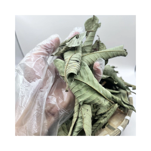 Venta al por mayor de fábrica: Bolsas de té de hoja de guayaba de primera calidad, infusión herbal de Vietnam - Product Image 4