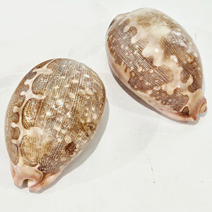 Paquete de conchas de cauri, decoración boho para playa, adornos de conchas marinas naturales, conchas del océano, buen precio - Product Image 6