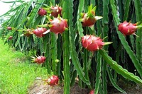 2025 Vietnam Gekweekte Biologische Witte Drakenvrucht Hoge Kwaliteit Vers Fruit Hot Sale Boerderijprijs Goed voor de Gezondheid Groothandel