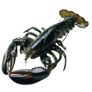 High Quality Lobsters for Supermarket Chains Seafood Retailers and International Distribution Networks - Product Image 5