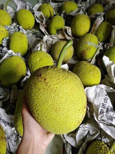 Cubos de Fruta del Pan 100% Pura Congelados IQF, Grado de Exportación, Envasados al Vacío, 24 Meses de Vida Útil, para Cocina Tradicional Caribeña y Africana - Product Image 2