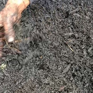 Biochar (Engrais Biologique) 80% de pureté en carbone, matériau granulaire pour la santé du sol, séquestration du carbone, libération contrôlée - Product Image 4