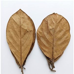 Natural Dried Jackfruit Leaves Below10cm /3.93Inches in Size for Aquarium Pack of 10 Leaves - Product Image 6