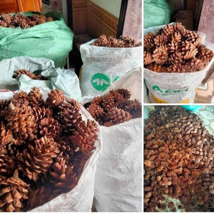 ของตกแต่งคริสต์มาสจากโรงงาน ผลิตภัณฑ์จากธรรมชาติ โคนต้นสนขนาดเล็กแบบเรียบง่าย ค้นหาไอคอนที่คล้ายกัน ขายส่งโคนต้นสน - Product Image 2