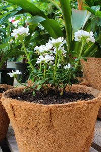 Maceta de Fibra de Coco Sostenible – Contenedor Biodegradable de Fibra Natural para Plantas de Interior y Exterior - Product Image 2