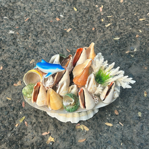 Vietnam Mix Seashell For Horticulture Themed Decor <b>Packs</b> And Professional Interior Designer Use By 99 Gold Data Co - Product Image 4