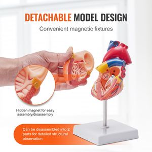 Modelo de Corazón Humano Anatómicamente Preciso de 2 Partes a Escala 1:1 con Números, Estructura Anatómicamente Correcta para Ciencias Médicas - Product Image 4