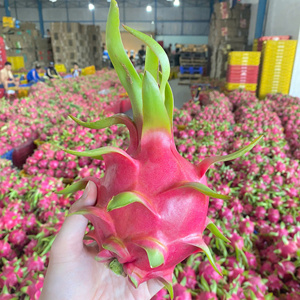 Dragon Fruit vietnamien frais (chair blanche/rouge) sucré pour l'exportation, marché de gros, durée de conservation de 30 à 45 jours, TECHMIFOOD, stockage frigorifique - Product Image 4