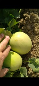 Graines hybrides de melon HONEY DEW F1 - Product Image 3