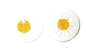 ดอกเดซี่จริง ตัวอย่างพืชจริง ประดับพลาสติกทรงกลม ขนาด 35x35 มม. สีขาว ฐานแบน สำหรับงานฝีมือและทำเครื่องประดับ - Product Image 3
