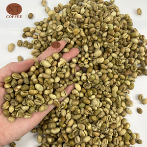เมล็ดกาแฟเขียวคุณภาพพรีเมียม เวียดนาม คูลี โรบัสต้า ซิงเกิล พีเบอร์รี่ คาเฟอีนสูง จำหน่ายส่งสำหรับร้านค้าและผู้ค้าส่ง - Product Image 2