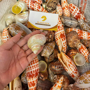 เปลือกหอยมิตราธรรมชาติจากโรงงานเวียดนาม จำหน่ายเปลือกหอยจำนวนมากสำหรับงานฝีมือ DIY เครื่องประดับ และของตกแต่งบ้าน - Product Image 1