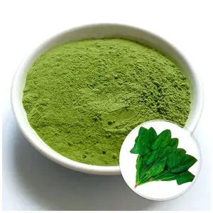 Polvo de Espinaca Secado por Aspersión - Polvo Verde Rico en Hierro y Calcio, Alto en Proteínas, Nombre Científico Spinacia Oleracea, para Smoothies/Batidos - Product Image 2