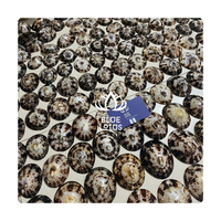 Coquillages marins vietnamiens très demandés, coquilles de limpets ovales polies de la ferme Blue Lotus