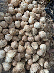 Techmifood Cocos Frescos Madurados Semidescascarados con Cáscara Marrón, Fruta Tropical, Almacenamiento a Temperatura Ambiente, 90 Días de Vida Útil, Agua a Granel - Product Image 5