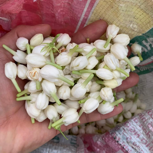 Flores de Jazmín Frescas Naturales, Aroma Delicioso para Té, Decoración Perfumada para Bodas y Eventos, Proveedor Mayorista - Product Image 6