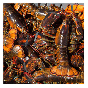 Langostas americanas (mariscos) frescas/vivas/congeladas de primera calidad en venta al precio mayorista más bajo - Product Image 1