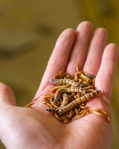 Gusanos de harina amarillos secos de primera calidad, 100% naturales, sin OMG, alimento rico en proteínas para aves, gallos de pelea, peces, reptiles y mascotas pequeñas - Product Image 2
