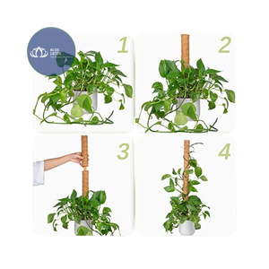 Poste de Musgo de Coco Natural Ecológico de Alta Calidad – Soporte Duradero de Fibra de Coco al por Mayor - Product Image 1