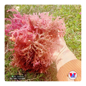 HIGH QUALITY 10kg Carton Dried Purple Sea Moss Raw Eucheuma Seaweed Low <b>Salt</b> For Food Grade Salad Gummy & Extraction - Product Image 1