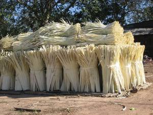 Venta al por Mayor de Hojas de Palma Secas Borassus Flabellifer en Paquetes de 10kg y 20kg, Proveedor de Materia Prima a Granel de Vietnam - Product Image 2