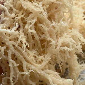 ต้นมอสแบบไอริชออลวาแลคตา - Product Image 1