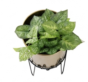Pots de jardin décoratifs au design tendance, finition brillante, jardinières en métal, fabricant et fournisseur de jardinières en acier - Product Image 2