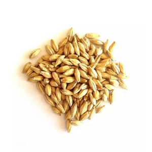Grano de Cebada Premium, Grano Agrícola de Calidad Seleccionada para Compradores Globales y Productores de Alimentos, OEM Disponible - Product Image 3