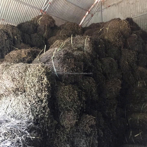 Premium HACCP Certified Fruity Dried Grass <b>Jelly</b> Leaves (Mesona Chinensis)-Low-Fat Bulk Bag Vietnam 100% Natural Rich - Product Image 3