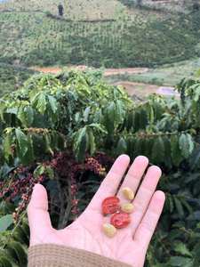 ถุงปอกระเจา 40 กก. เมล็ดกาแฟโรบัสต้าเขียว เวียดนาม กาแฟโรบัสต้าคุณภาพพิเศษ แอนเอโรบิก กระบวนการธรรมชาติ - Product Image 2