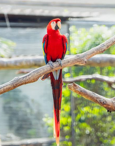 Maracuyá Escarlate Premium para Suministro al por Mayor, Programas Profesionales de Cría de Aves y Comercio Internacional B2B - Product Image 2