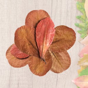 Almendras Indias para Acuario, Ecológicas, Uso Diario, Paquete de 15, Hojas de 19-25 cm (7.5-9.8 Pulgadas), para Uso en Escritorio y Exterior, Limpieza de Agua - Product Image 1