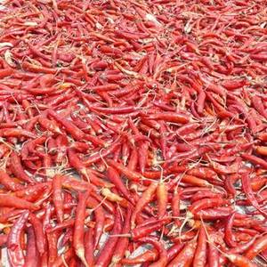 Chiles Rojos Enteros de la India para Compradores Mayoristas Globales con un Auténtico Sabor Picante, Apariencia Roja Intensa y Versátiles - Product Image 2