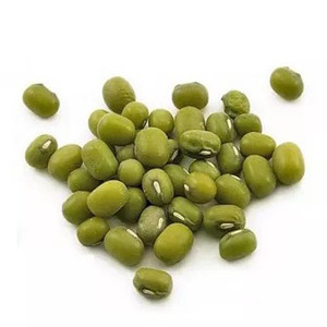 Venta Caliente de Frijoles Mung Verdes de Primera Calidad, Frijoles Moong Enteros para Cocinar, Germinar y Procesar Alimentos, Suministro al por Mayor - Product Image 1