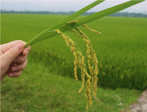 Best Selling White Rice 5% Broken 5kg Premium Quality <b>Grain</b> Competitive Price Wholesale Export - Product Image 3