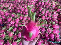 Vers Vietnam Drakenfruit Met Rode Schil En Levendig Vleesschoon Oppervlak En Rijke Smaak Verpakt Voor Export Naar Wereldmarkten
