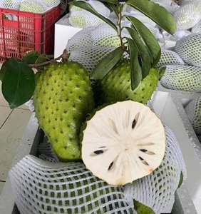 100% Natural IQF Frozen Soursop from Vietnam Manufacturer - Product Image 6