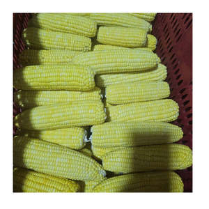 Maïs sucré surgelé en grains, origine Vietnam, fournisseur en gros pour les distributeurs alimentaires - Product Image 4