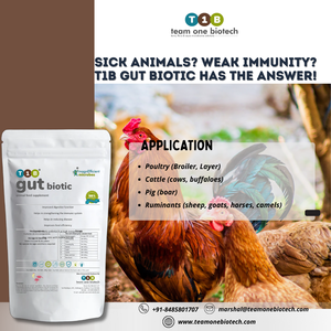 Probióticos de enzimas digestivas animales para el crecimiento Suplemento alimenticio Premium para una salud y rendimiento óptimos - Product Image 5