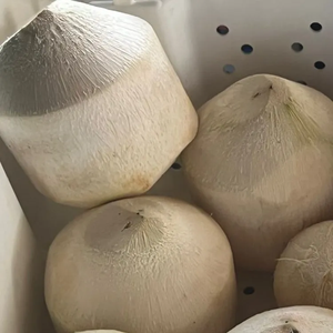 มะพร้าวน้ำหอมสดพรีเมียม / มีน้ำเยอะ / รสหวานธรรมชาติ / พร้อมส่งออก / คุณอลีนา - Product Image 6