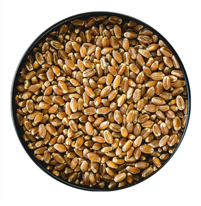 Servicio OEM, Listo para Enviar, Trigo Duro Premium, Venta al por Mayor, Grado Alimenticio, Suministro a Granel Más Vendido - Product Image 5