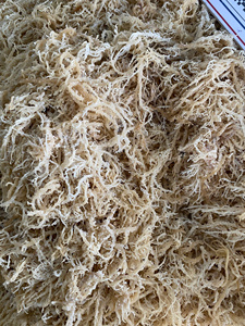 MUSGO DE MAR ORGÁNICO PREMIUM AL POR MAYOR PARA EXPORTACIÓN, MUSGO SECO VIETNAMITA COSECHADO EN SUELA DE MAR, SEASONADO Y PROCESADO, MEJOR PRECIO - Sra. Lily - Product Image 4