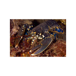 Homard frais congelé de qualité supérieure, prix d'exportation - Product Image 2