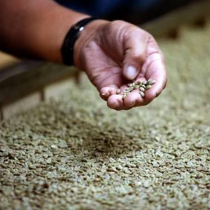 Wholesale Vietnam <b>Robusta</b> <b>Coffee</b> <b>Beans</b> – Bulk Natural Green Unroasted Seeds OEM ODM Export Supply, 12% Moisture Grade - Product Image 1