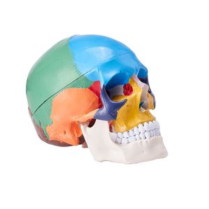 Modelo de Cráneo Anatómico Pintado de Tamaño Real, 3 Partes Desmontables, Cráneo Humano de PVC para Aprendizaje, Hecho de Madera - Product Image 1