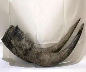 Fabricante de Cuernos Vikingos para Beber Hechos a Medida de la India, Proveedor Mayorista de Cuernos de Búfalo Pulidos para Beber - Product Image 1