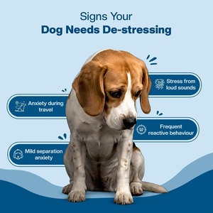 Super Stress Buster Calming Chews pour chiens L-Théanine Ashwagandha Comprimés à mâcher sans céréales Toutes races Supplément quotidien - Product Image 3