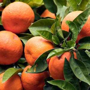 Naranjas, mandarinas y tangerinas frescas de alta calidad a precio de fábrica en venta |   Cítricos de Primera Calidad a Bajos Precios Austria - Product Image 6